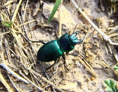 Pasimachus mexicanus