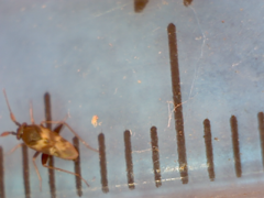 Spanagonicus albofasciatus