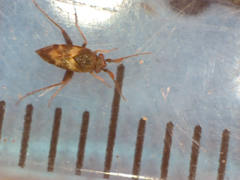 Spanagonicus albofasciatus