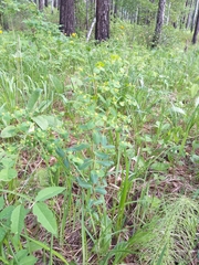 Euphorbia jenisseiensis