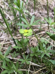 Chrysosplenium iowense