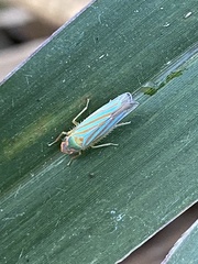 Ferrariana trivittata