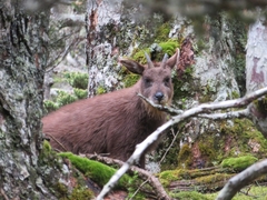 Formosan Serow photo 2