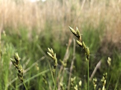 Carex muskingumensis
