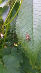 Nemophora degeerella