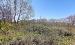 Lonicera caerulea edulis