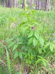 Vicia venosa baicalensis
