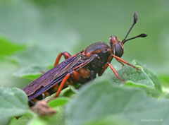 Phyllomydas parvulus