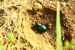 Pasimachus mexicanus