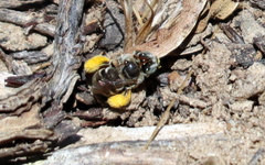 Anthophorula torticornis