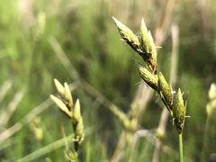 Carex muskingumensis