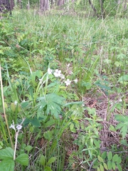 Geranium krylovii