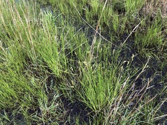 Carex muskingumensis