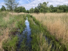 Carex muskingumensis