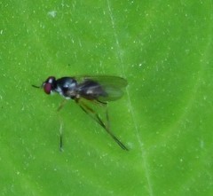 Tanypeza