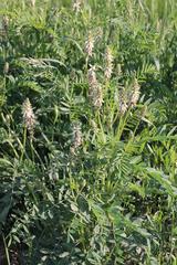 Astragalus uliginosus