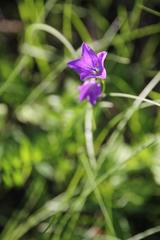 Campanula stevenii