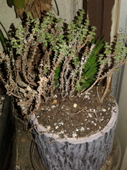 Magnoliopsida