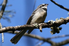 Rhipidura albiscapa alisteri