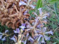 Phelipanche mutelii