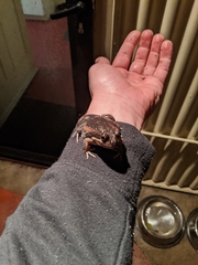 Limnodynastes dumerilii dumerilii