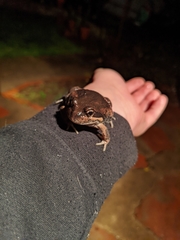 Limnodynastes dumerilii dumerilii