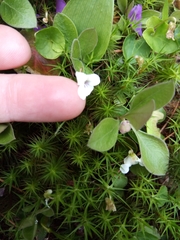 Viola renifolia