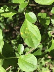Puccinia coronata