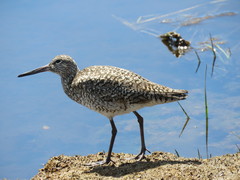 Tringa semipalmata semipalmata