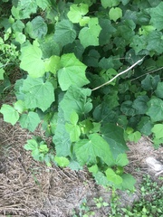 Malvaviscus arboreus drummondii