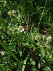 Drymocallis rupestris