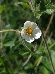 Drymocallis rupestris