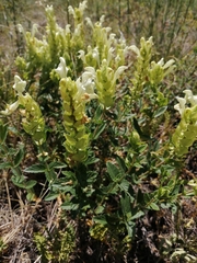 Scutellaria supina