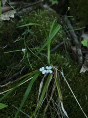 Arabis pycnocarpa