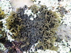 Leptogium coralloideum