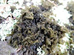 Leptogium coralloideum