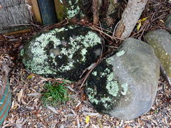 Leptogium coralloideum