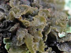 Leptogium coralloideum