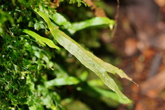 Notogrammitis billardierei