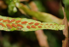 Notogrammitis billardierei