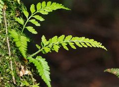 Asplenium gracillimum