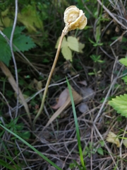 Erythronium sibiricum