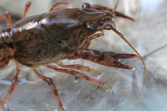 Procambarus simulans