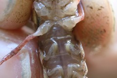 Procambarus simulans