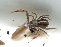 Anaulacodithella