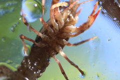 Procambarus simulans