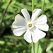 White Campion - Photo (c) Tomás Curtis, some rights reserved (CC BY-NC), uploaded by Tomás Curtis