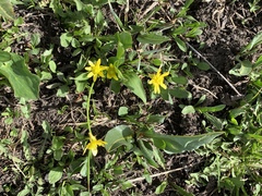 Ranunculus glaberrimus ellipticus