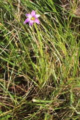 Romulea rosea australis