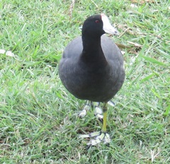Fulica americana